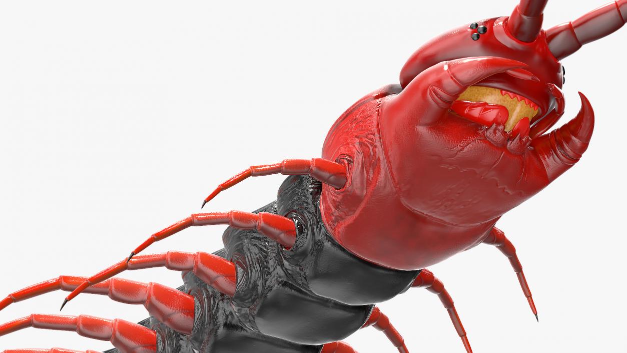 Scolopendra Subspinipes Mutilans Rigged 3D model