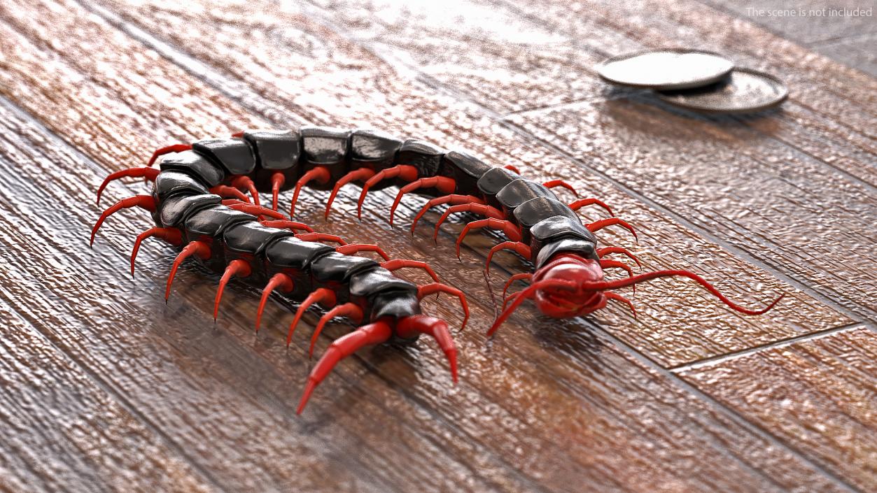 Scolopendra Subspinipes Mutilans Rigged 3D model