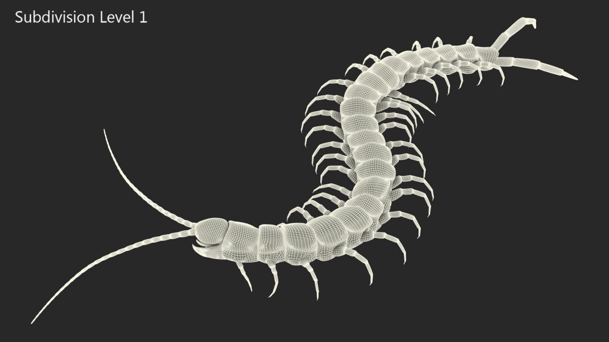 Scolopendra Subspinipes Mutilans Rigged 3D model