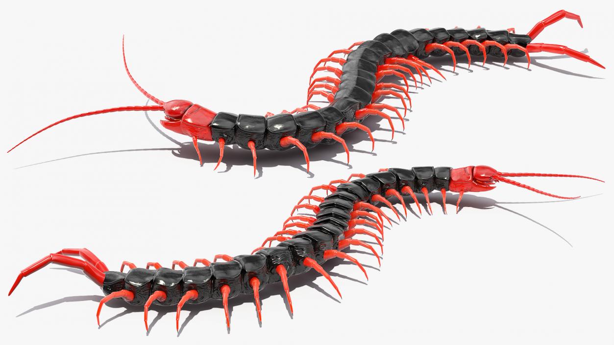 Scolopendra Subspinipes Mutilans Rigged 3D model