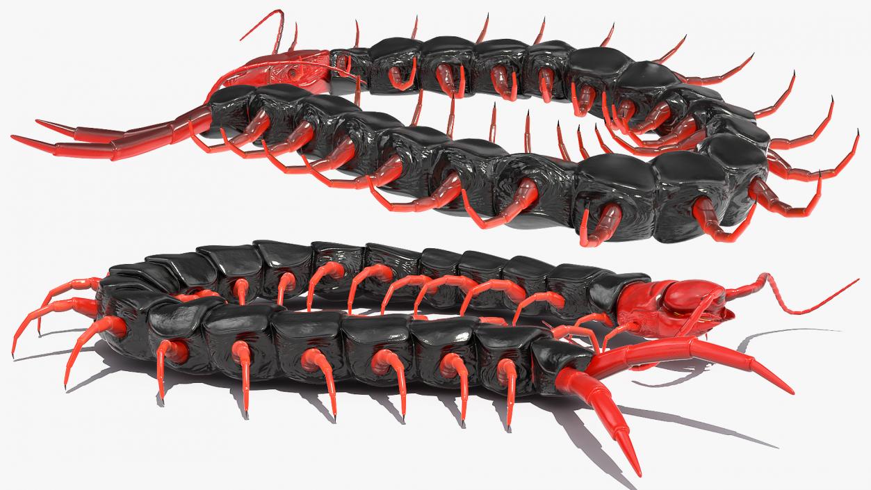 Scolopendra Subspinipes Mutilans Rigged 3D model