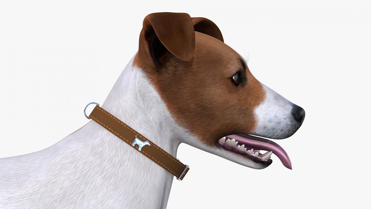 Jack Russell Terrier Spotted Attention Pose Fur 3D