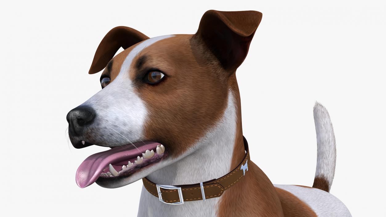 Jack Russell Terrier Spotted Attention Pose Fur 3D