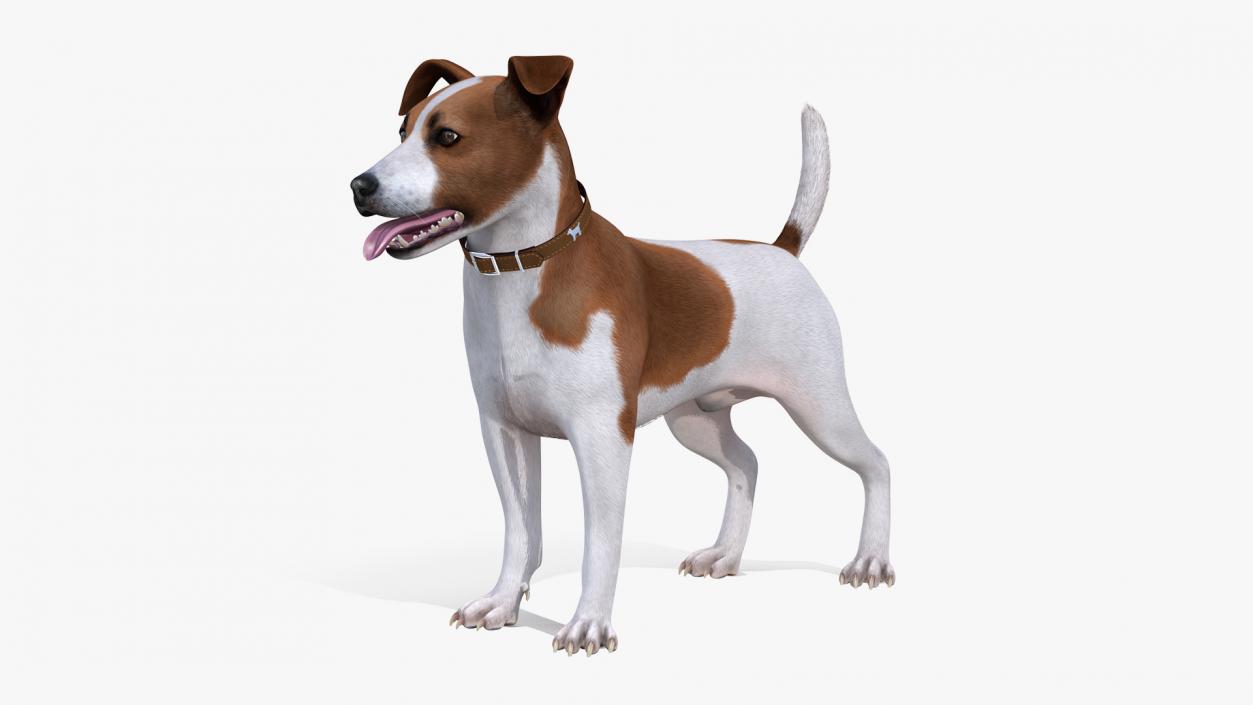 Jack Russell Terrier Spotted Attention Pose Fur 3D