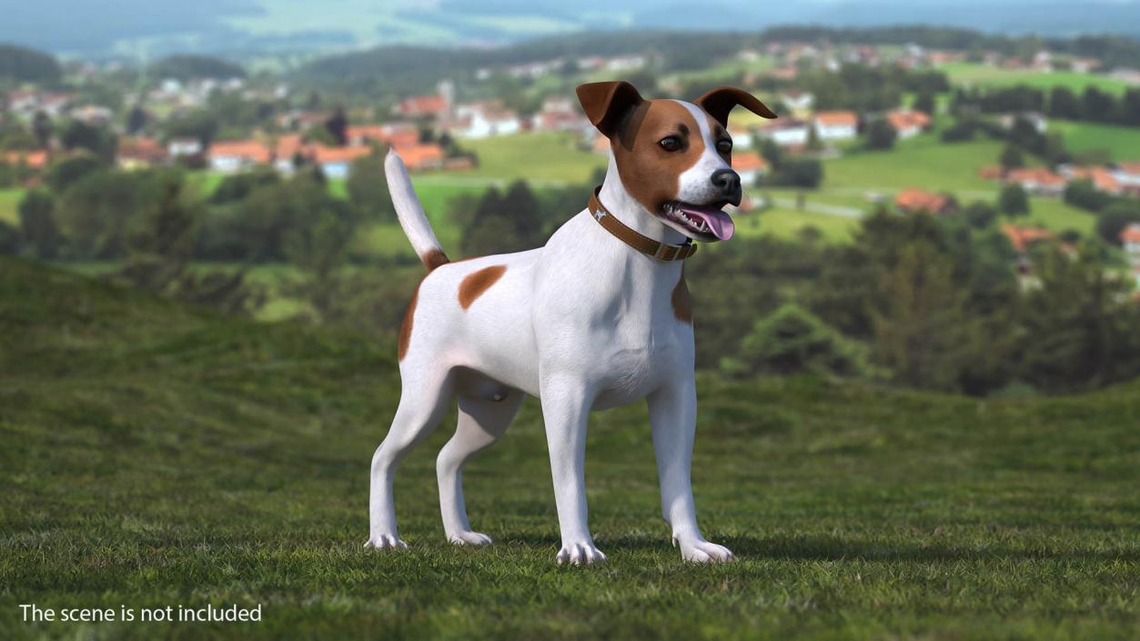 Jack Russell Terrier Spotted Attention Pose Fur 3D