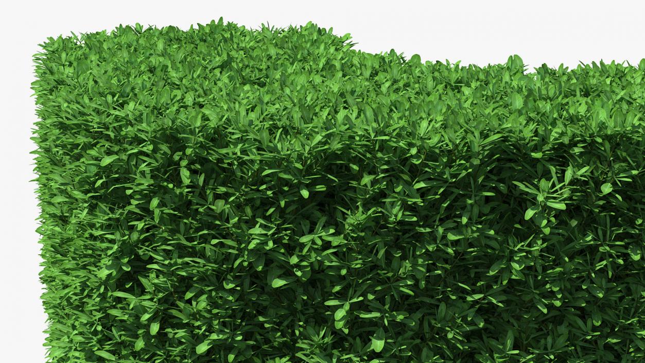 Boxwood Corner Bush 3D model