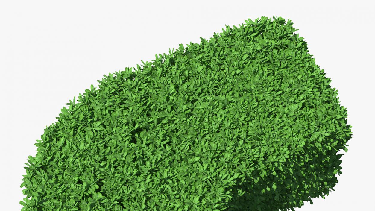 Boxwood Corner Bush 3D model