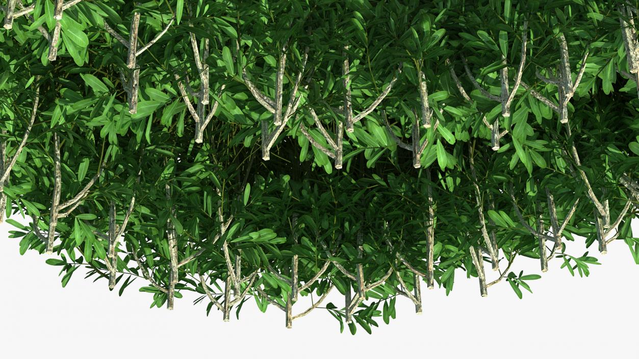 Boxwood Corner Bush 3D model