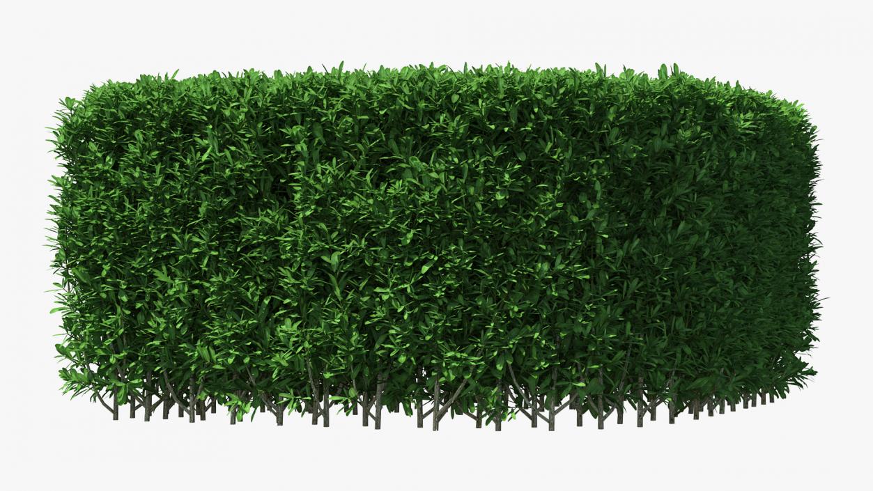 Boxwood Corner Bush 3D model