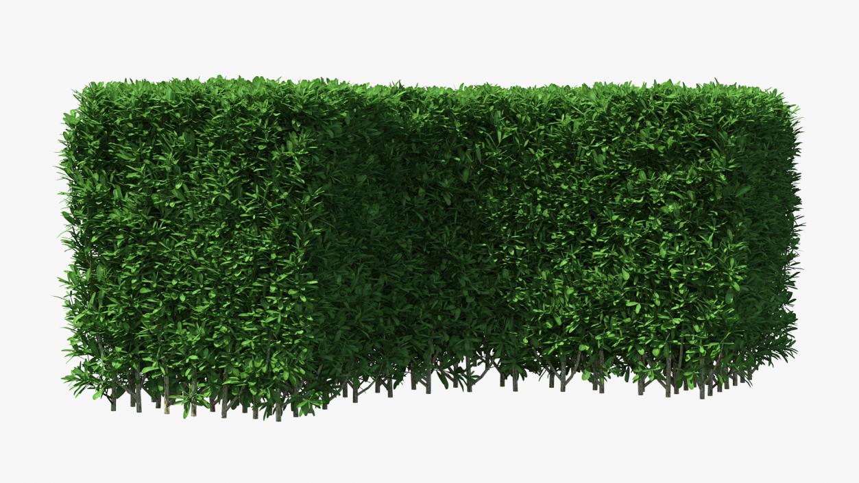 Boxwood Corner Bush 3D model