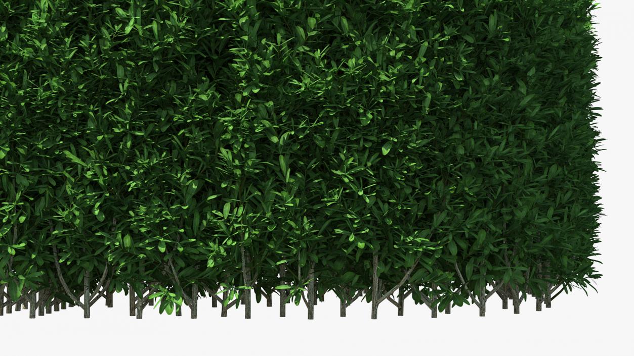 Boxwood Corner Bush 3D model