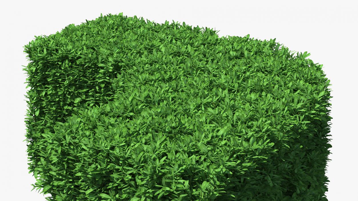 Boxwood Corner Bush 3D model