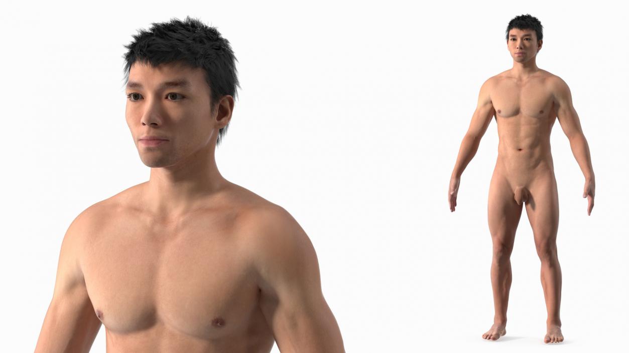 3D Asian Male Body Anatomy model