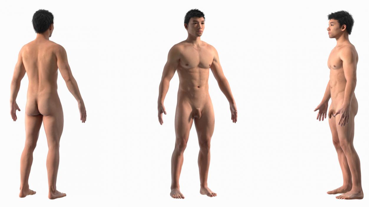 3D Asian Male Body Anatomy model