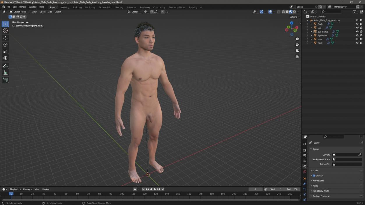 3D Asian Male Body Anatomy model