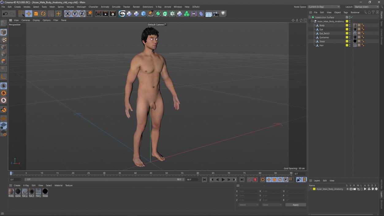 3D Asian Male Body Anatomy model