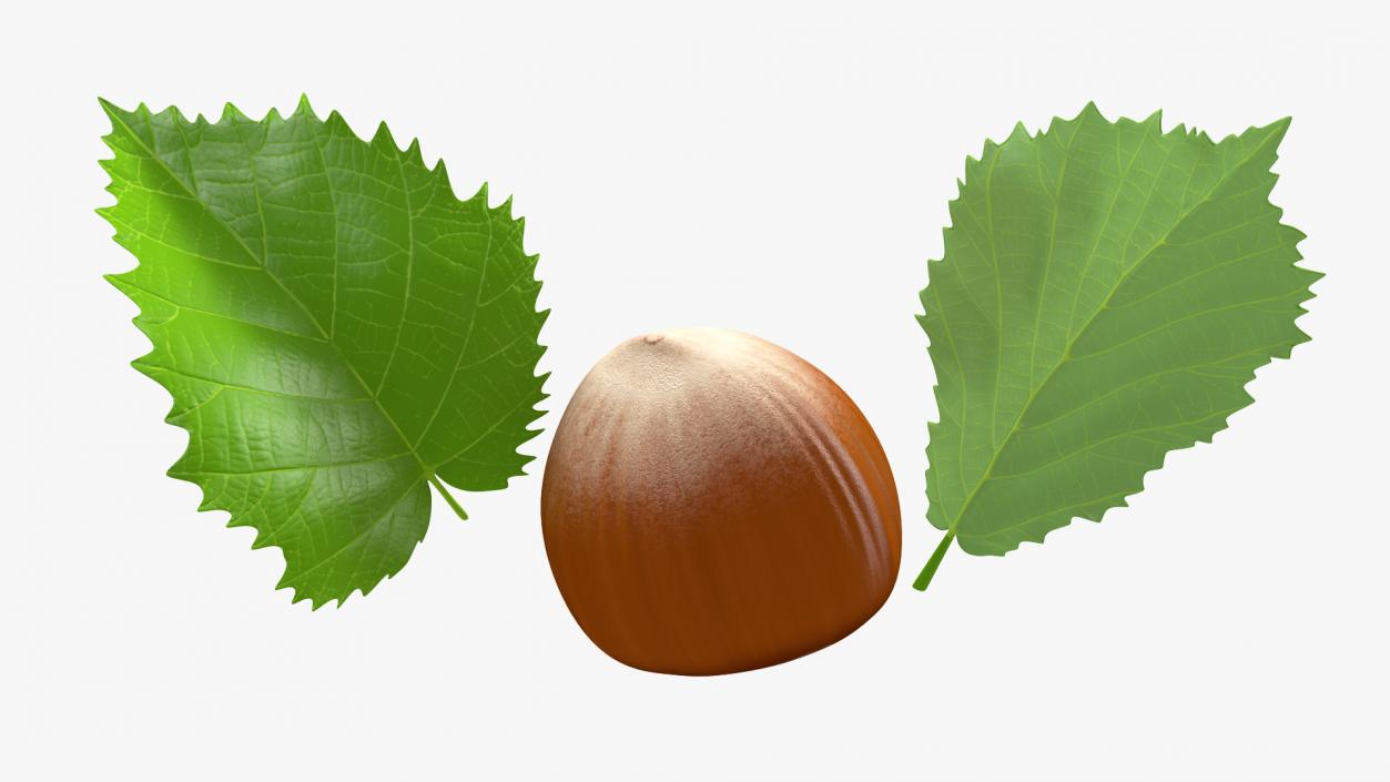 3D model Hazelnut Leaves