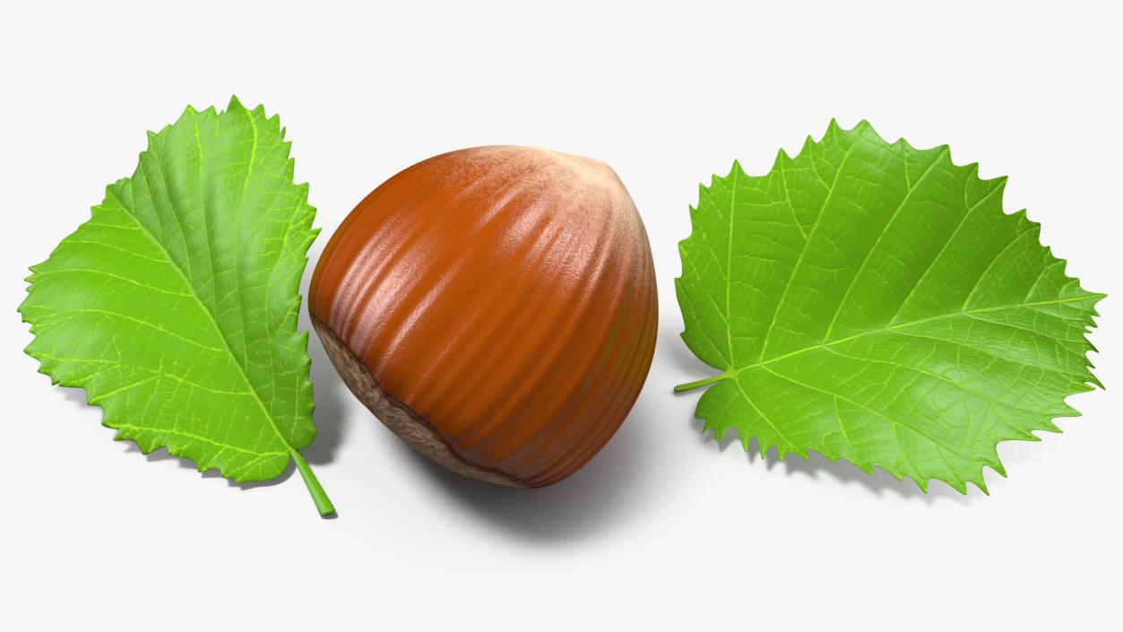 3D model Hazelnut Leaves