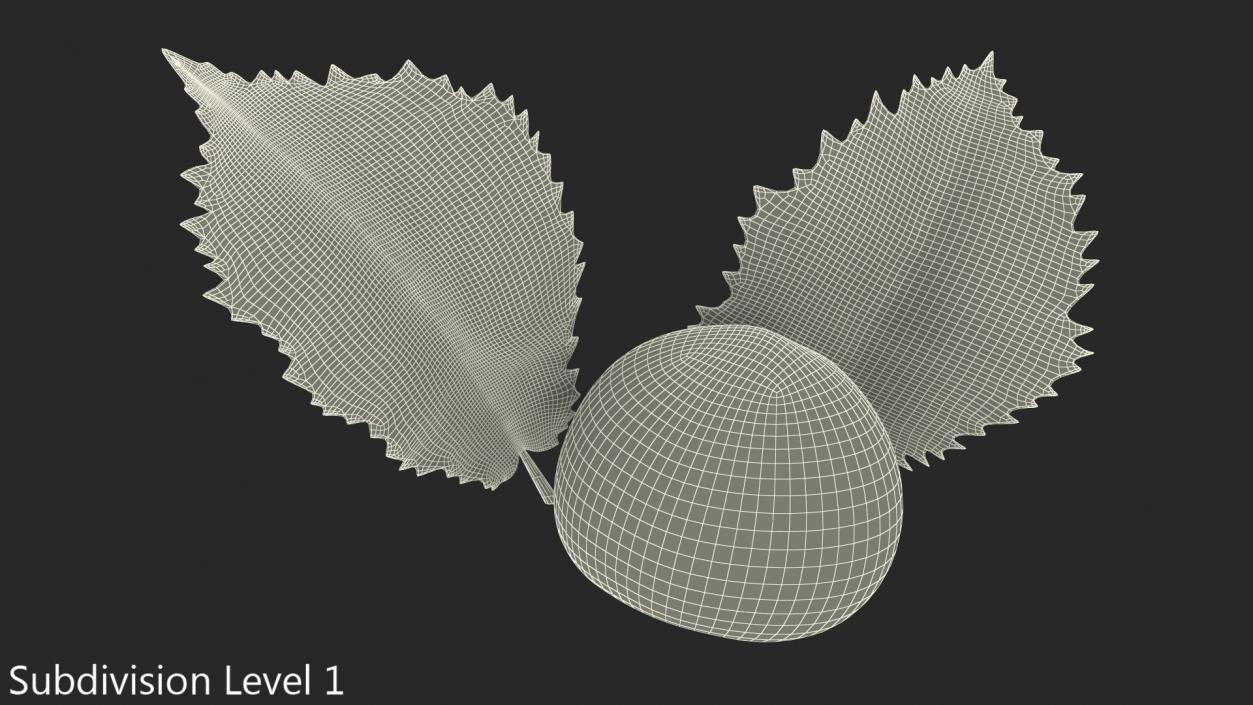 3D model Hazelnut Leaves