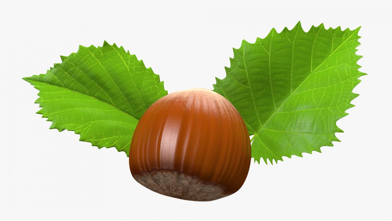 3D model Hazelnut Leaves