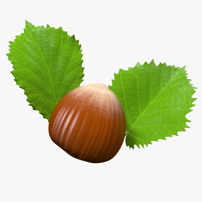 3D model Hazelnut Leaves