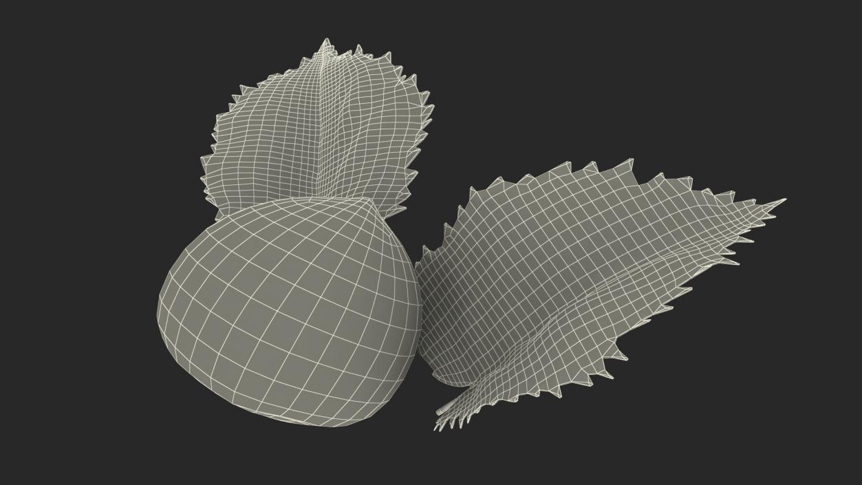 3D model Hazelnut Leaves