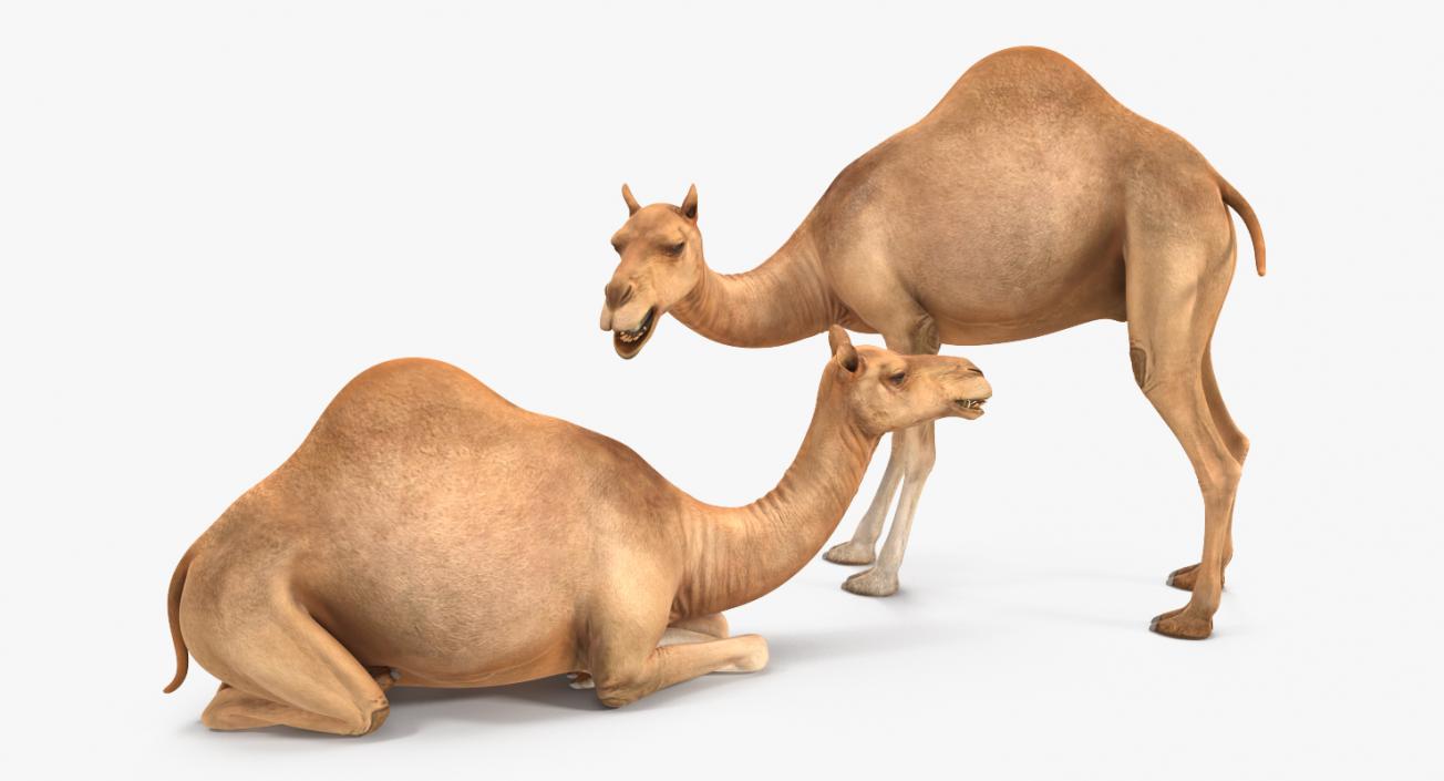 3D model Rigged African Animals Collection 9