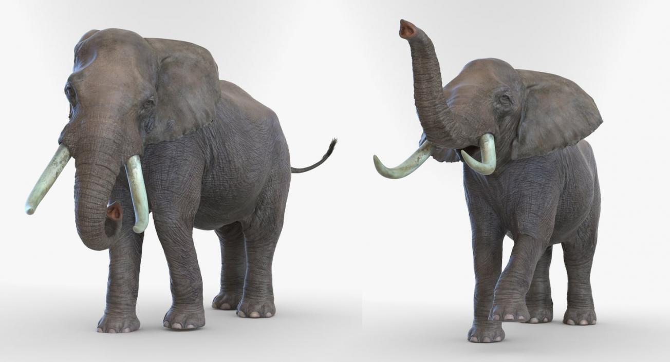 3D model Rigged African Animals Collection 9