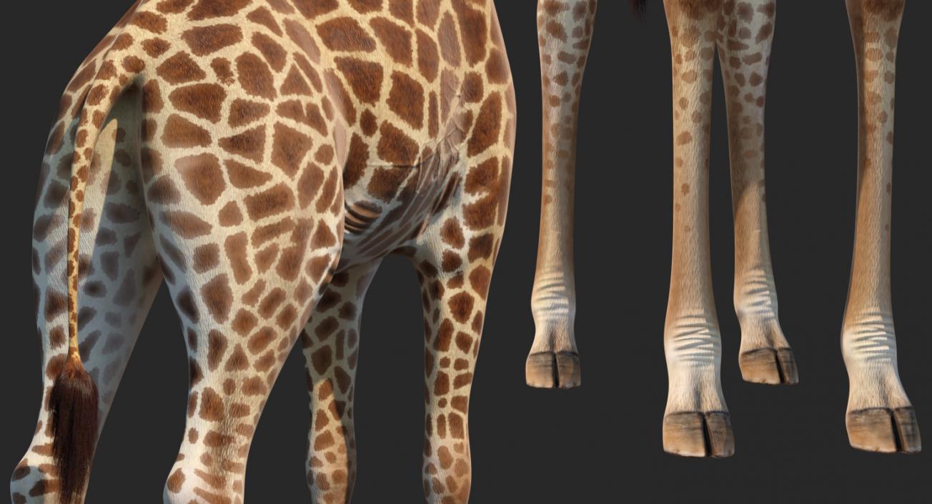 3D model Rigged African Animals Collection 9