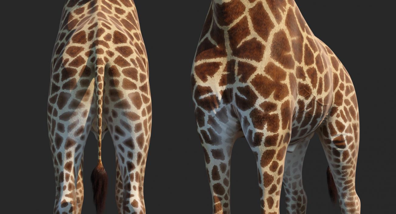 3D model Rigged African Animals Collection 9