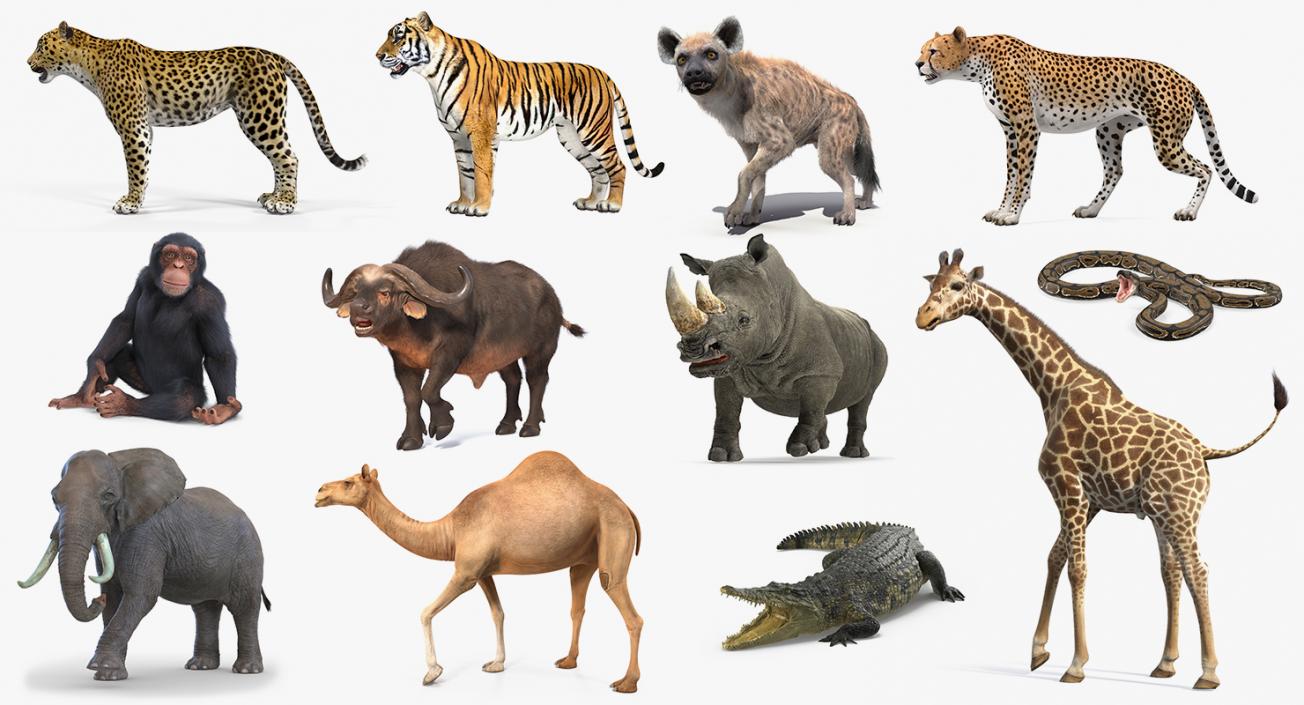 3D model Rigged African Animals Collection 9