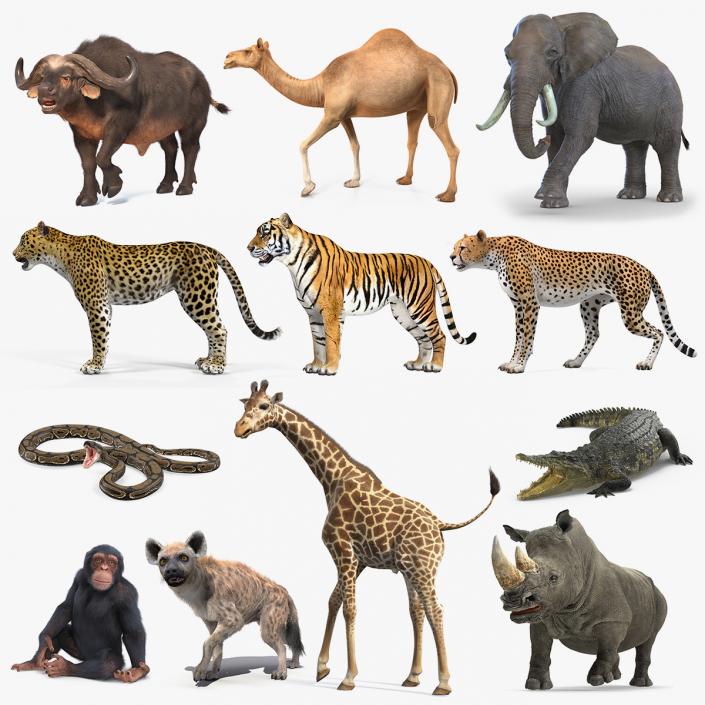 3D model Rigged African Animals Collection 9