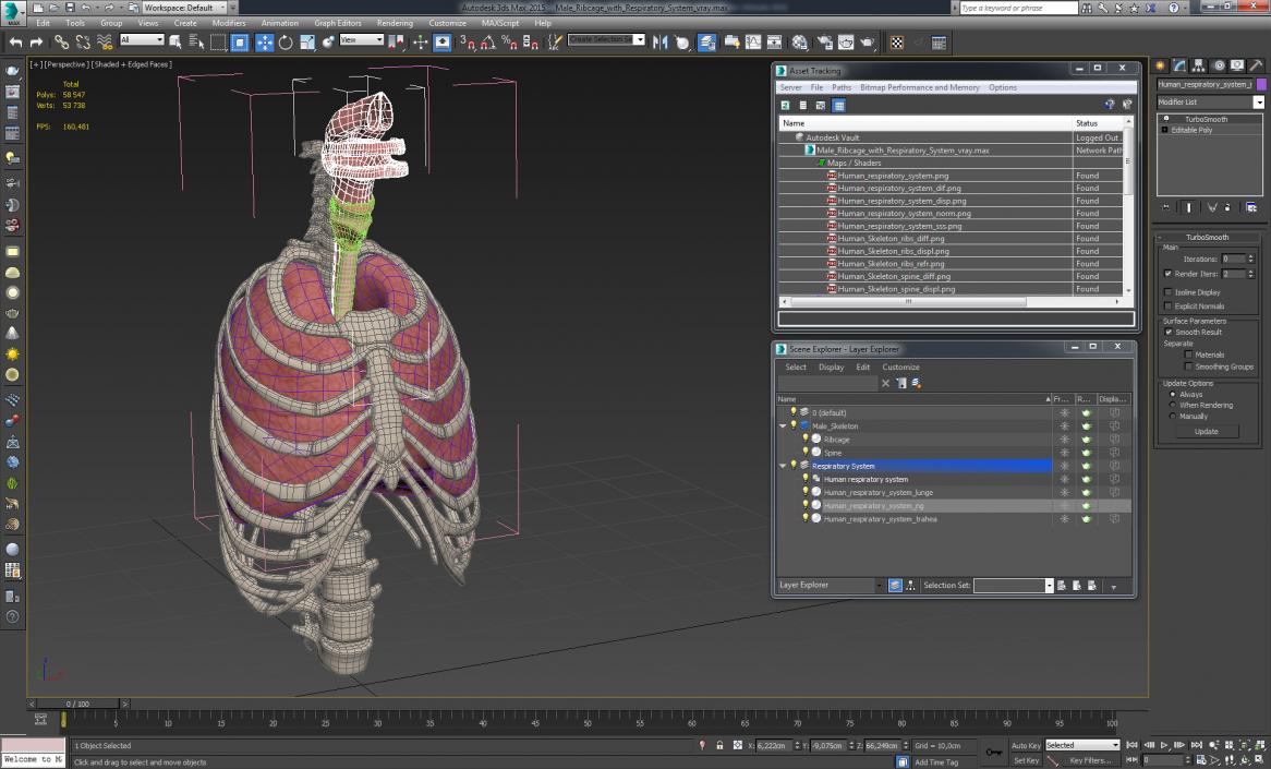 3D Male Ribcage with Respiratory System