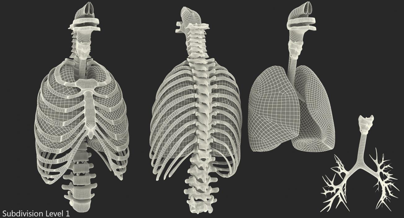 3D Male Ribcage with Respiratory System