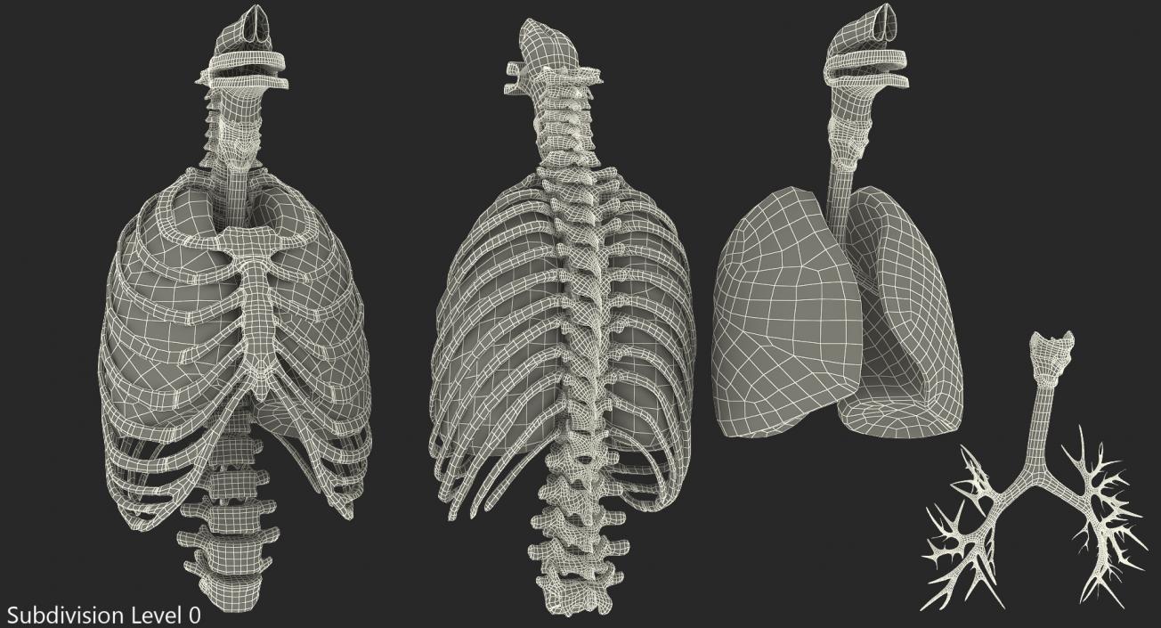 3D Male Ribcage with Respiratory System