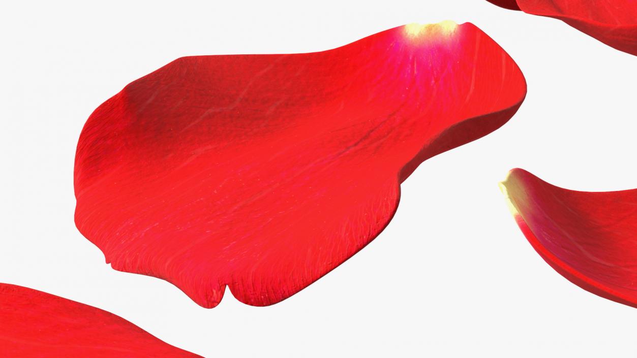 3D model Rose Petals Red