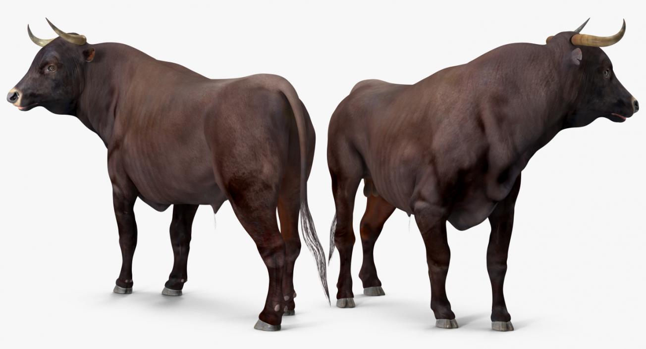 3D Bull Rigged