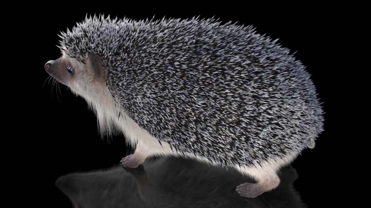 3D White Hedgehog Fur model