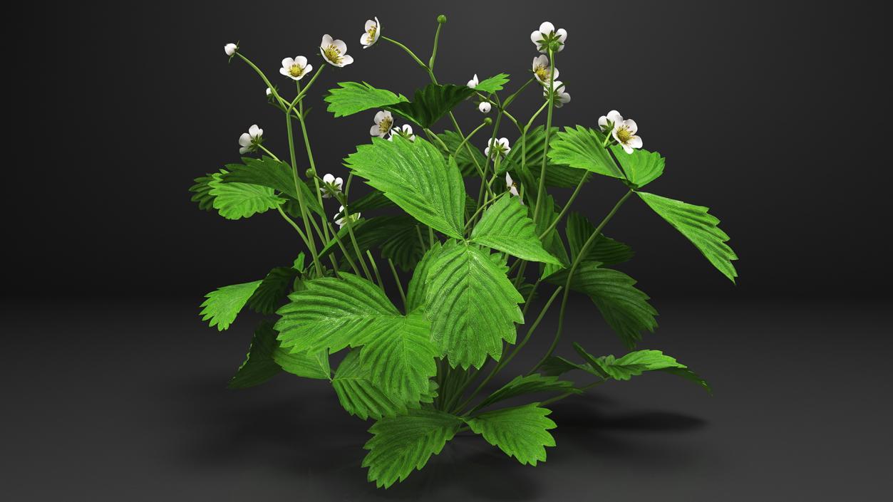 3D Strawberry Plant with Blooming Flowers model