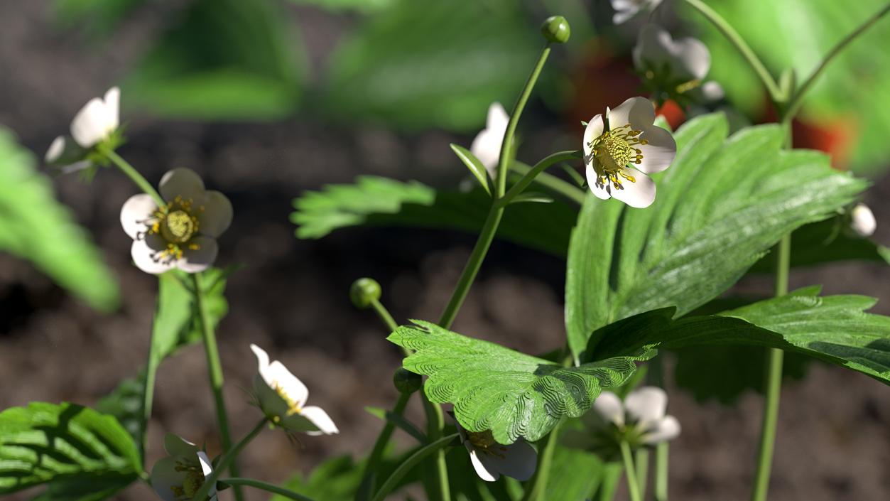 3D Strawberry Plant with Blooming Flowers model