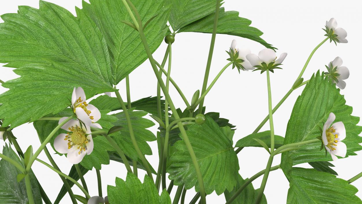 3D Strawberry Plant with Blooming Flowers model