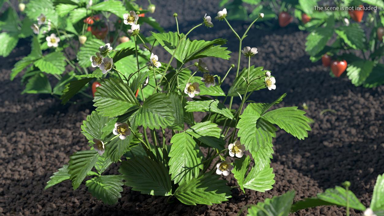 3D Strawberry Plant with Blooming Flowers model