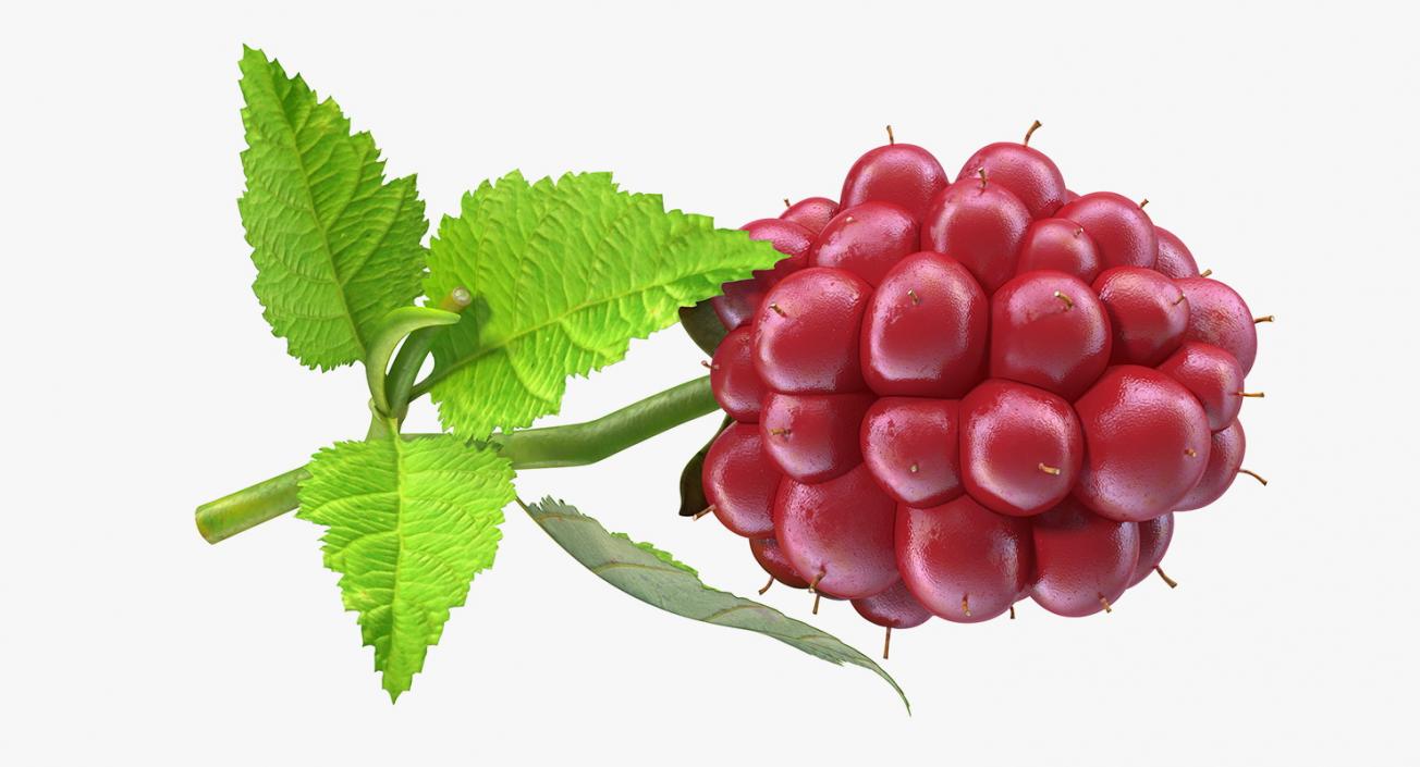 Not Ripe Berry Blackberry with Leaves 3D