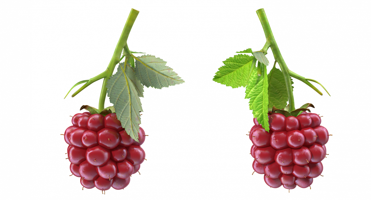 Not Ripe Berry Blackberry with Leaves 3D