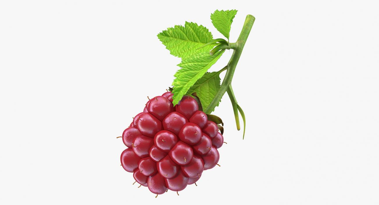 Not Ripe Berry Blackberry with Leaves 3D