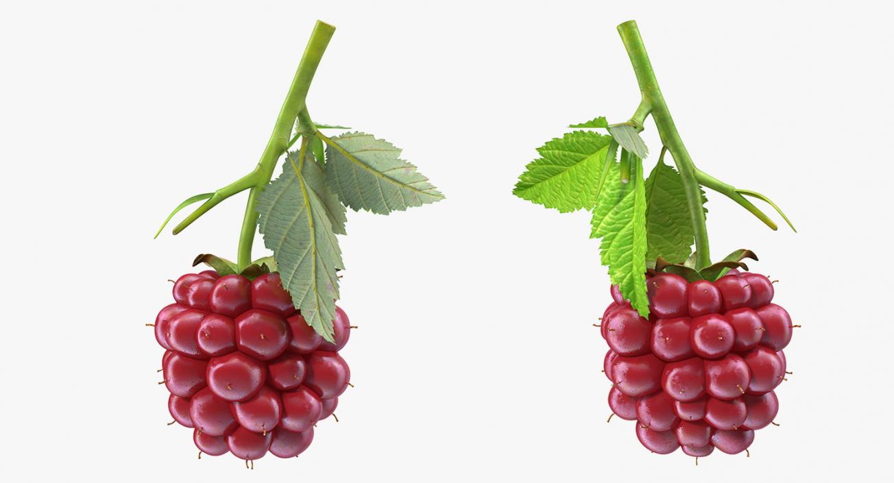 Not Ripe Berry Blackberry with Leaves 3D