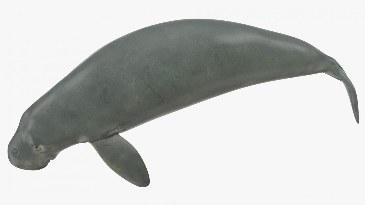 3D model Dugong Swimming Pose