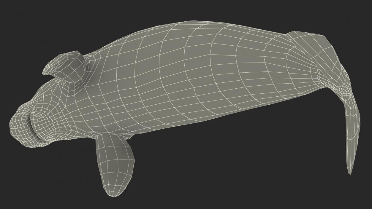 3D model Dugong Swimming Pose