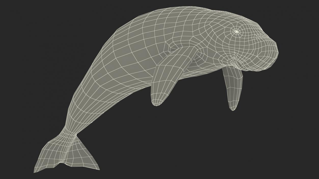 3D model Dugong Swimming Pose