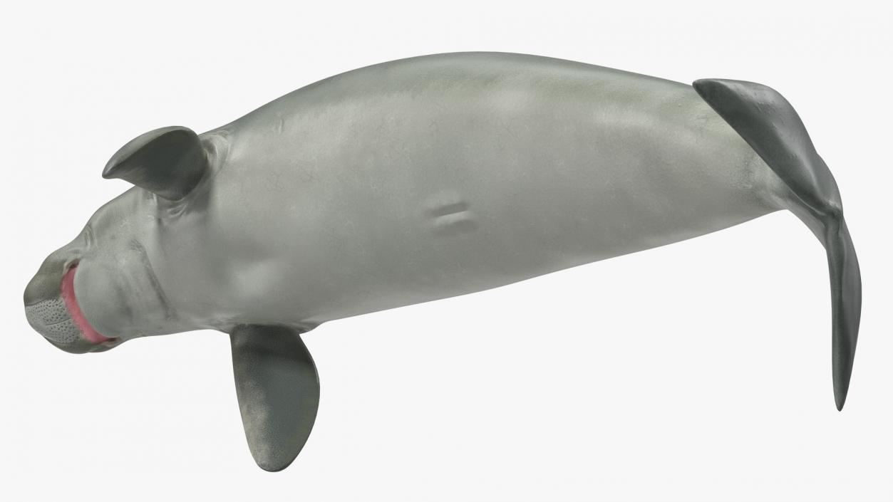 3D model Dugong Swimming Pose